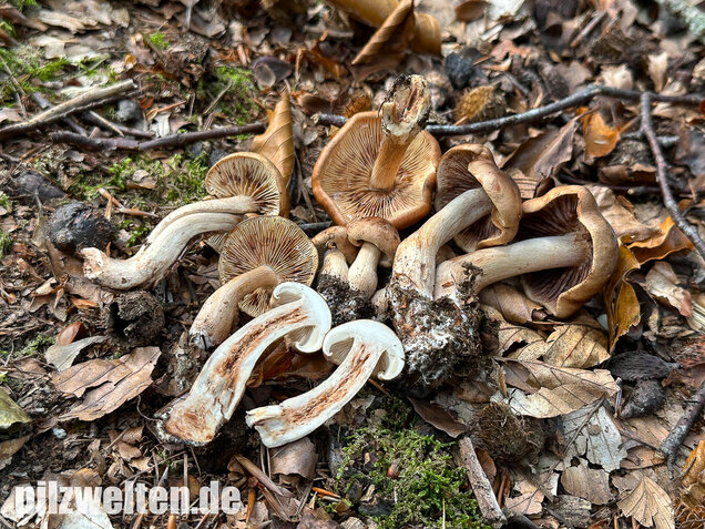 Brandiger Ritterling, Tricholoma ustale