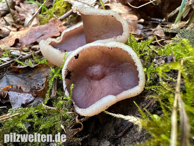 Braunvioletter Brandstellenbecherling, Violetter Becherling, Geoscypha violacea