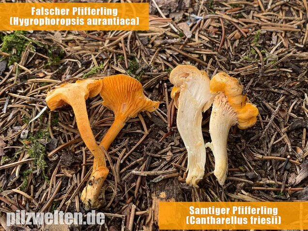 Falscher Pfifferling, Afterleistling, Hygrophoropsis aurantiaca