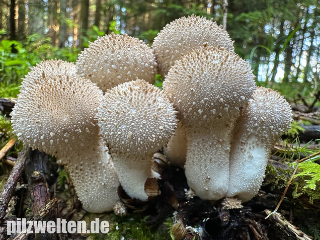 Flaschenstäubling, Flaschenbovist, Lycoperdon perlatum