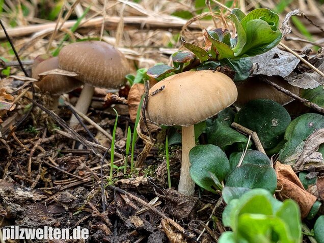 Früher Faserling, Schmalblättriger Faserling, Psathyrella spadiceogrisea
