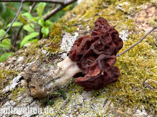 Frühjahrslorchel, Giftlorchel, Gyromitra esculenta
