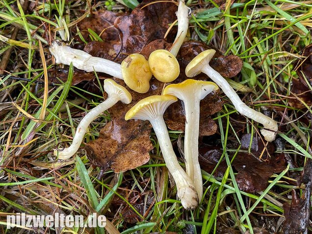 Gelber Lärchenschneckling, Hygrophorus lucorum
