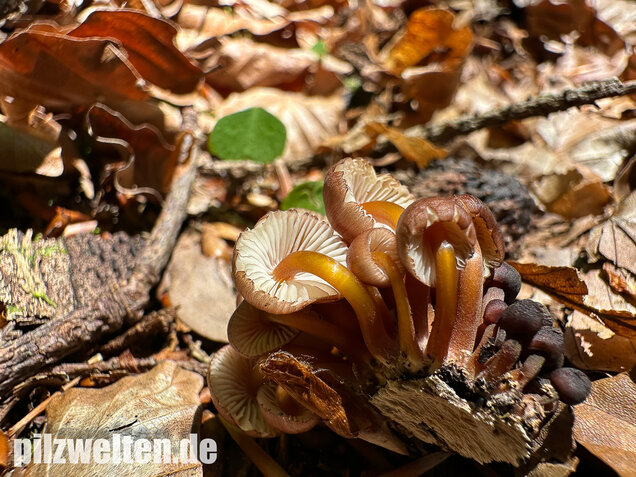 Gelbstieliger Nitrathelmling, Gelbfüßiger Nitrosehelmling, Mycena renati