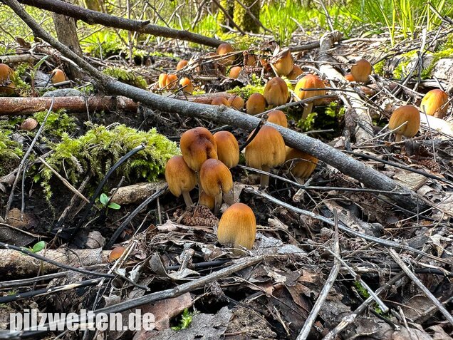 Glimmertintling, Coprinellus micaceus