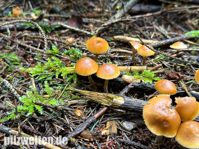 Gifthäubling, Nadelholzgifthäubling, Galerina marginata