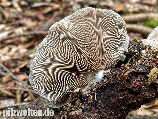 Großes Stummelfüßchen, Crepidotus autochthonus