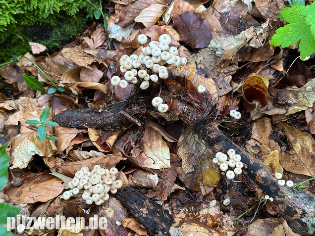 Halsbandschwindling, Marasmius rotula