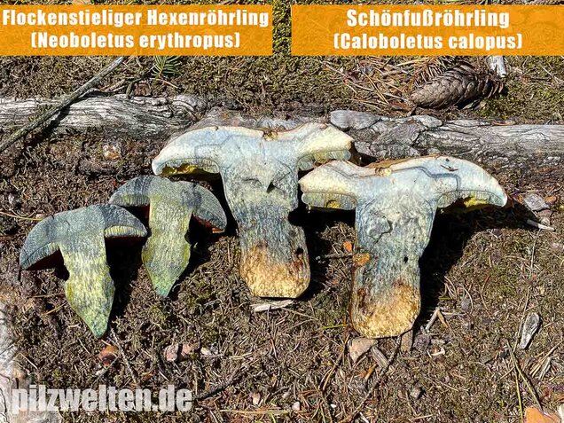 Schönfußröhrling, Caloboletus calopus