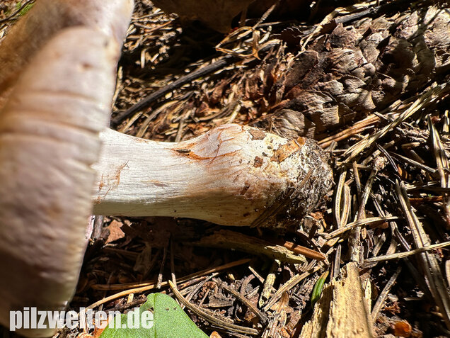 Verfärbender Schleimkopf, Cortinarius largus