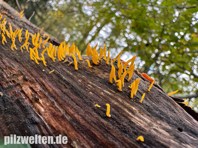 Laubholzhörnling, Calocera cornea