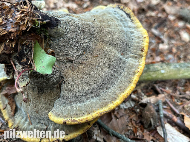 Nadelholzbraunporling, Phaeolus schweinitzii