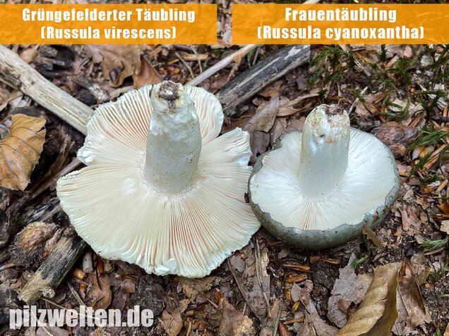 Grüngefelderter Täubling, Russula virescens