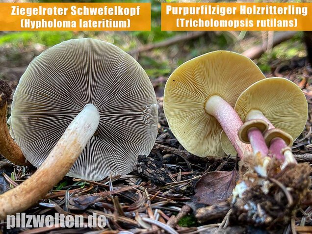 Purpurfilziger Holzritterling, Tricholomopsis rutilans