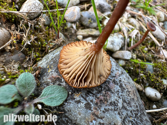Becherförmiger Nabeling, Omphalina pyxidata