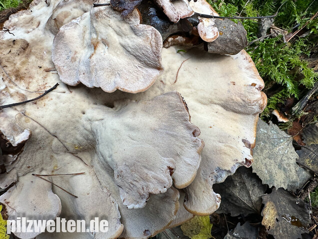 Schwarzgebänderter Harzporling, Nadelholzharzporling, Ischnoderma benzoinum