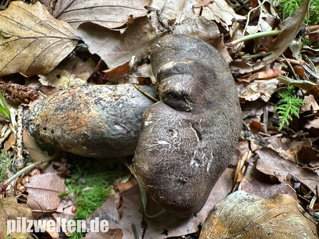 Schwarzweißer Rußporling, Boletopsis leucomelaena