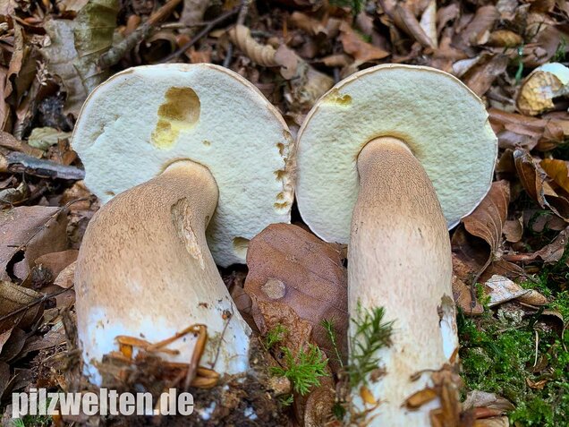 Sommersteinpilz, Boletus aestivalis