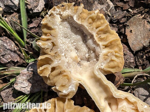 Speisemorchel, Morchella esculenta
