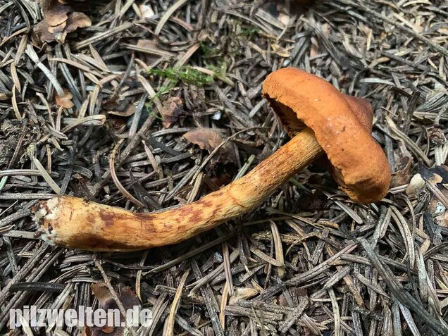 Spitzgebuckelter Raukopf, Cortinarius rubellus