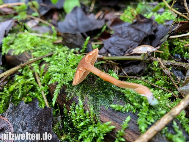 Gemeiner Trompetenschnitzling, Tubaria furfuracea