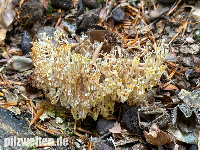 Verzweigte Becherkoralle, Artomyces pyxidatus