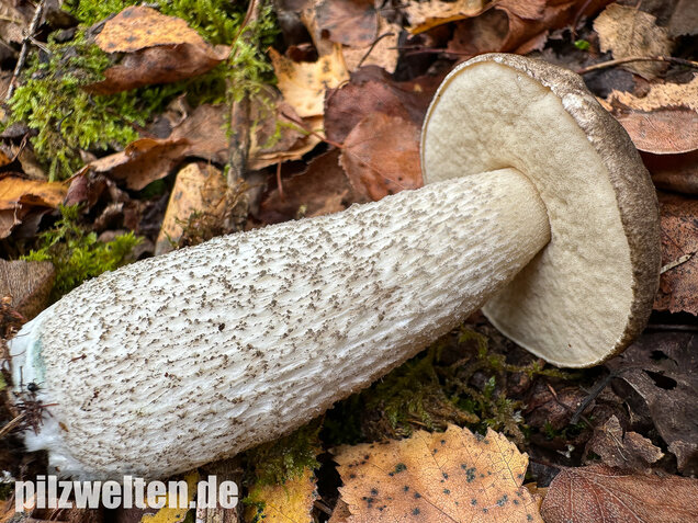 Vielverfärbender Birkenpilz, Leccinum variicolor