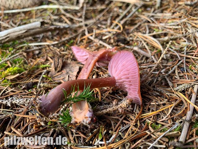 Zweifarbiger Lacktrichterling, Laccaria bicolor