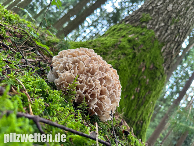 Breitblättrige Glucke, Sparassis brevipes