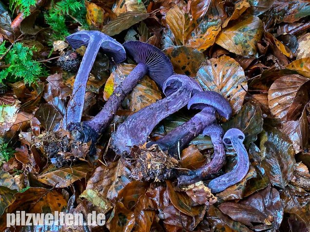 Dunkelvioletter Schleierling, Cortinarius violaceus