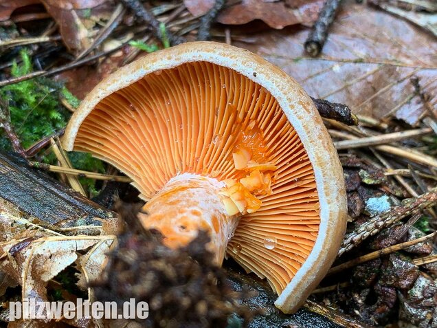 Edelreizker, Lactarius deliciosus