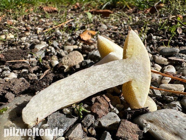 Elfenbeinröhrling, Weymouthsröhrling, Suillus placidus
