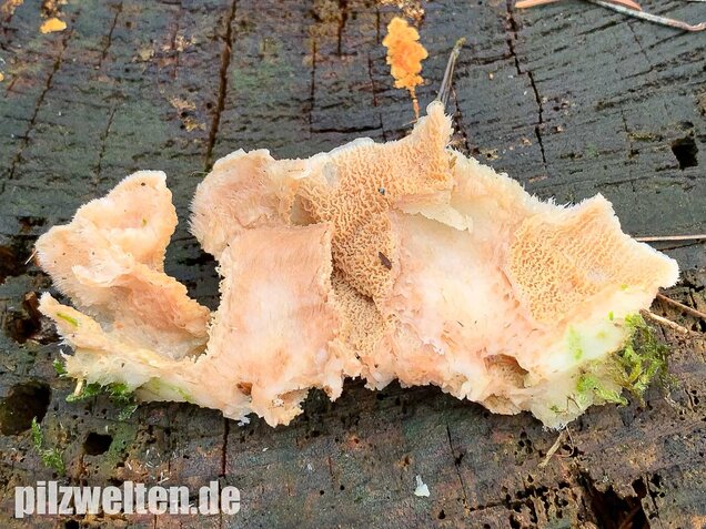 Gallertfleischiger Fältling, Phlebia tremellosa