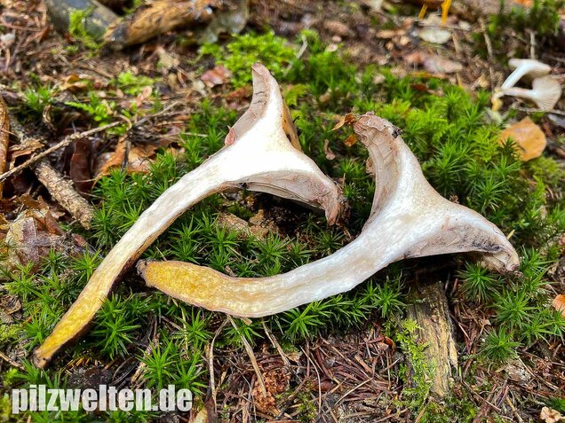 Gefleckter Gelbfuß, Gomphidius maculatus