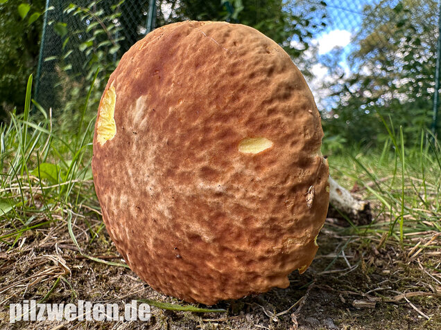 Gehämmerter Röhrling, Hemileccinum depilatum