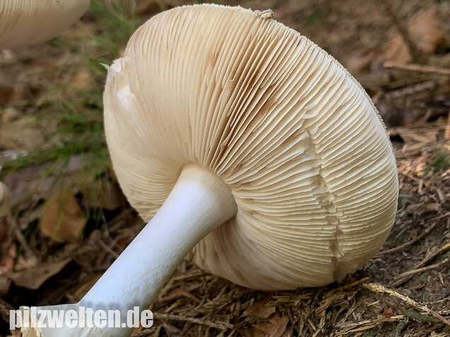 Gelber Knollenblätterpilz (weiße Form), Amanita citrina var. alba