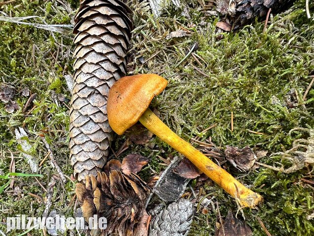 Orangerandiger Hautkopf, Cortinarius malicorius
