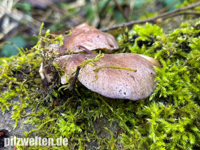 Gelbstieliger Muschelseitling, Sarcomyxa serotina