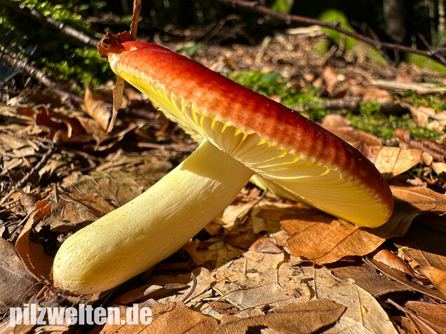 Goldtäubling, Russula aurea