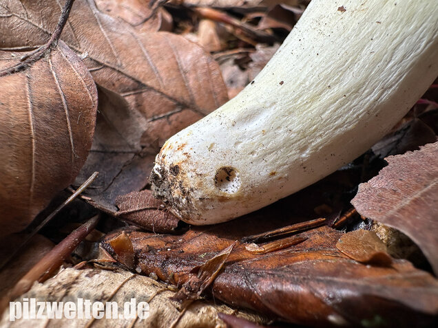 Grüner Speisetäubling, Russula heterophylla