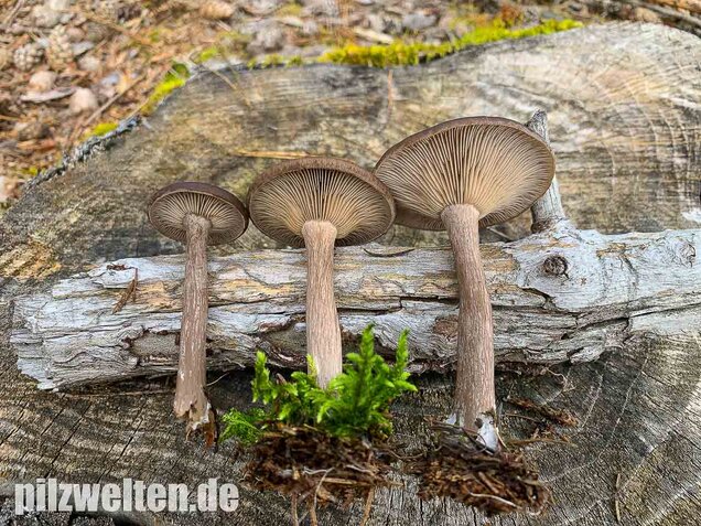 Kaffeebrauner Gabeltrichterling, Pseudoclitocybe cyathiformis