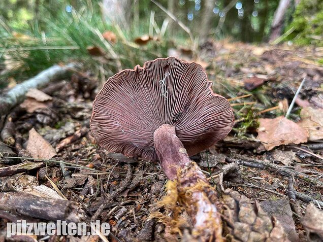 Kampfermilchling, Lactarius camphoratus