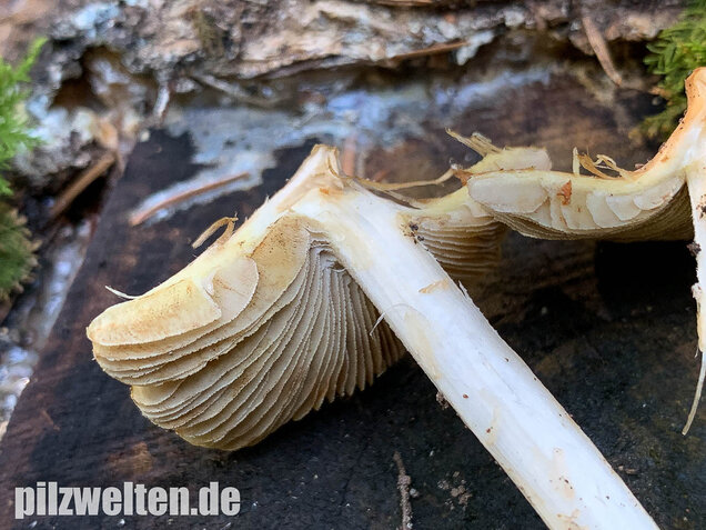 Kegeliger Risspilz, Inocybe rimosa