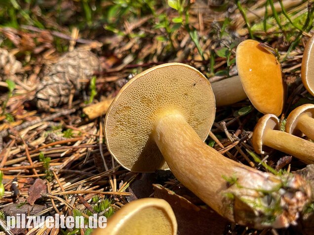 Kuhröhrling, Suillus bovinus