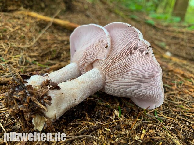 Lavendelfarbener Rötelritterling, Lepista glaucocana