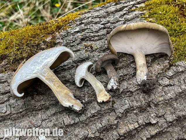 Maiporling, Lentinus substrictus