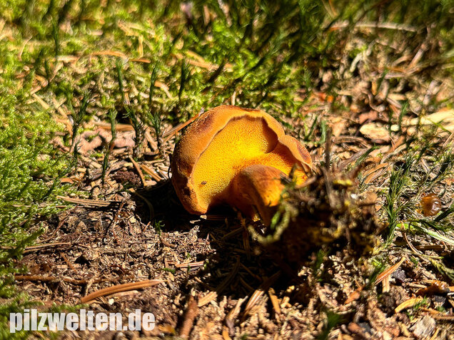 Nadelholzröhrling, Nadelholz-Pulverröhrling, Buchwaldoboletus lignicola