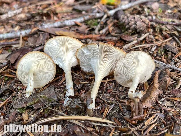 Ockerbrauner Trichterling, Infundibulicybe gibba