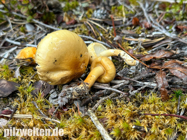 Ockergelber Schleimschirmling, Zhuliangomyces ochraceoluteus