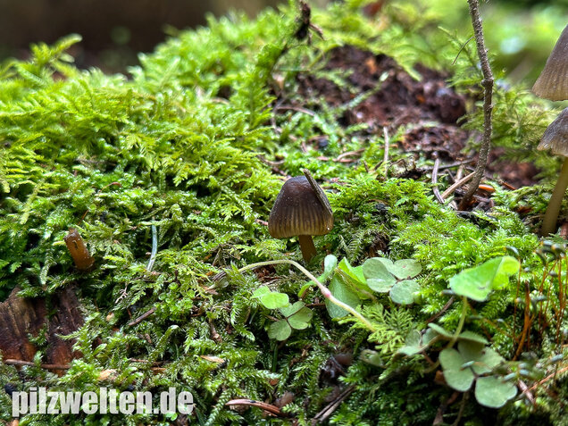 Grünschneidiger Helmling, Mycena viridimarginata
